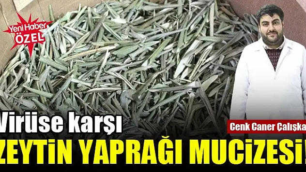 Virüse karşı zeytin yaprağı mucizesi!