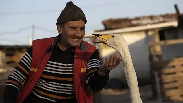 Mektup götürdüğü köyde bulduğu kuğu ile postacının 'garip' dostluğu 37 yıldır sürüyor