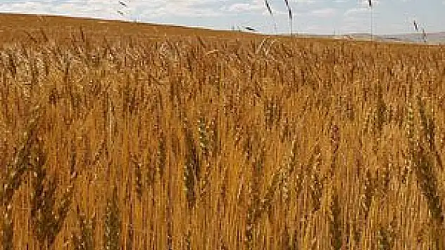 Konya'da hububat fiyatları