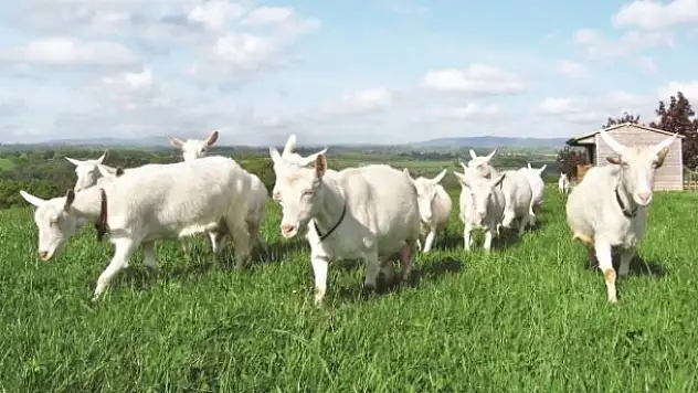 Al hibeyi ver himmeti