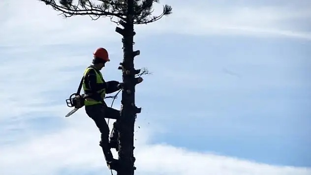 Genç fidanlar güneş alsın diye metrelerce yükseklikte ağaç buduyorlar