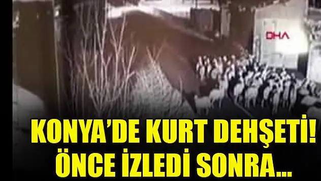 Konya ve Kayseri'de kurt dehşeti! Önce izledi sonra...
