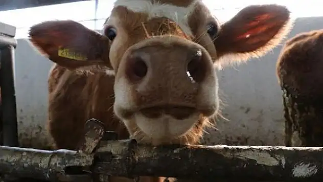 2020'de büyükbaş hayvan sayısı 18,2 milyona çıktı