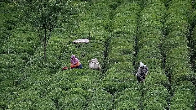 Recep Tayyip Erdoğan Üniversitesinde çay kanunu oluşturma çalışmaları devam ediyor