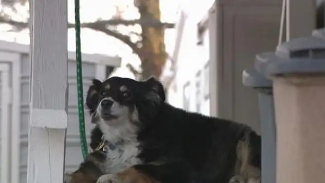 Köpeğe sahibinden 5 milyon dolar miras