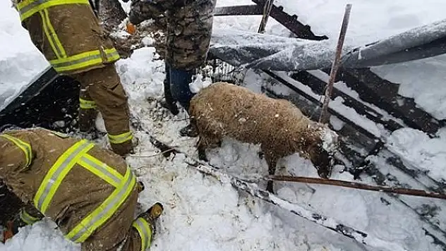 Kar nedeniyle ahırın çatısı çöktü: 10 koyun telef oldu