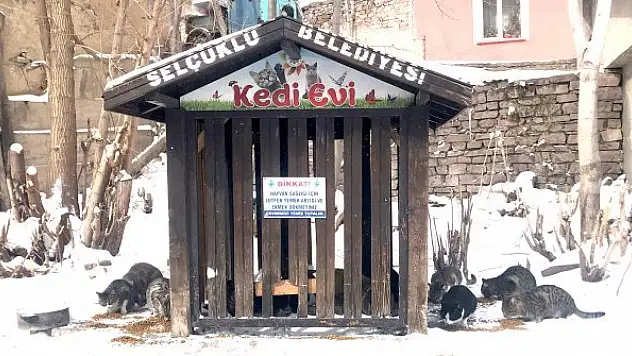 Selçuklu Belediyesi sokak hayvanlarını unutmuyor