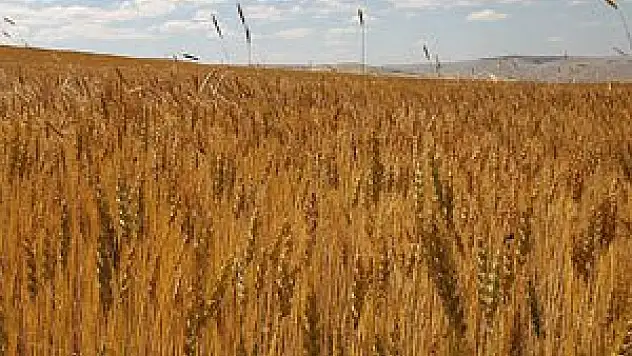 Konya'da hububat fiyatları