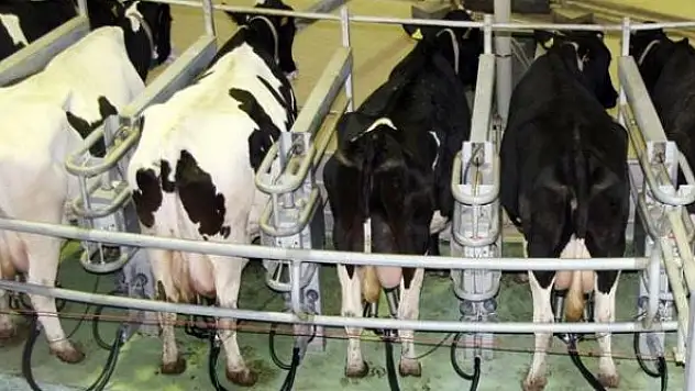 Toplanan süt miktarı ocakta 887 bin tona ulaştı