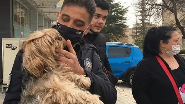 Çaldığı köpekleri satmaya çalışırken yakalandı