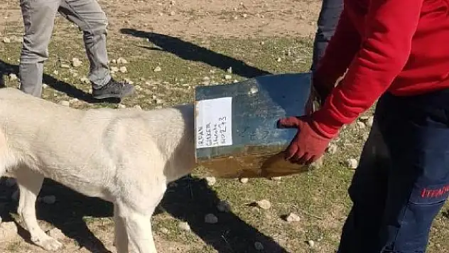Tenekeye sıkışan köpeği itfaiye ekipleri kurtardı