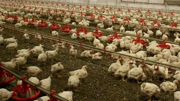 Japonya'da kuş gribi paniği: 77 bin tavuk itlaf edilecek