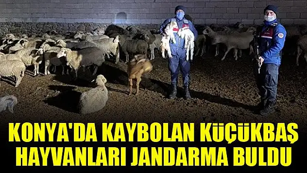Konya'da kaybolan küçükbaş hayvanları jandarma buldu