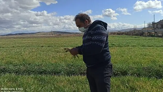 Ereğli'de hububat  ekim alanları incelendi