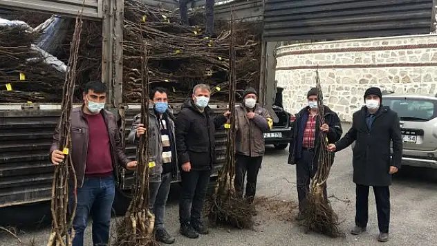 Beyşehir'de ceviz üretimi artıyor