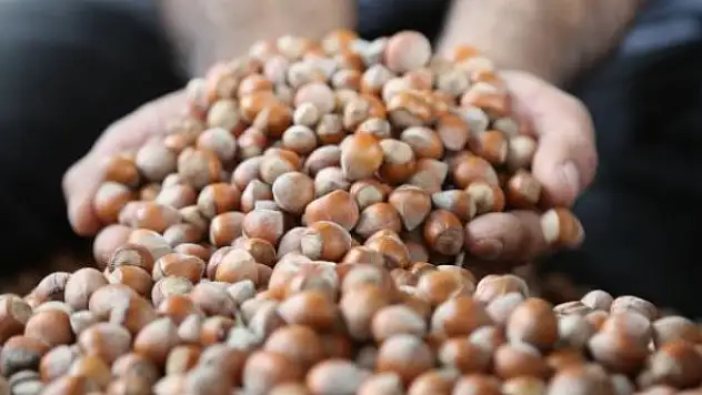 Türkiye son 6 ayda en fazla fındığı İtalya'ya sattı