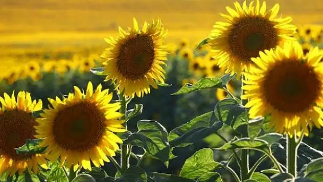 Yağlı tohum ve yağlardan gümrük vergisi alınmayacak