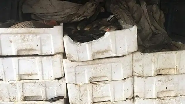 Edirne'de 800 kiloluk kaçak sazan avına 5 bin lira ceza
