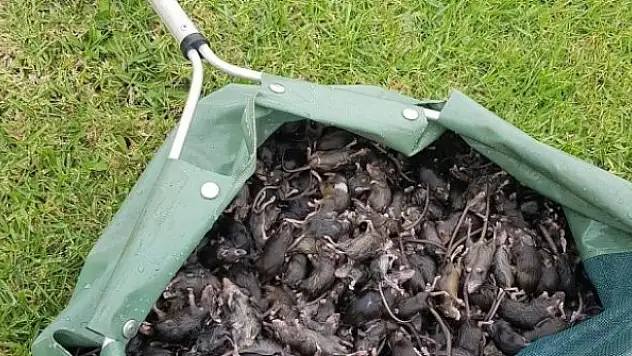 Avustralya'da fare istilası: Acil eylem planı istendi