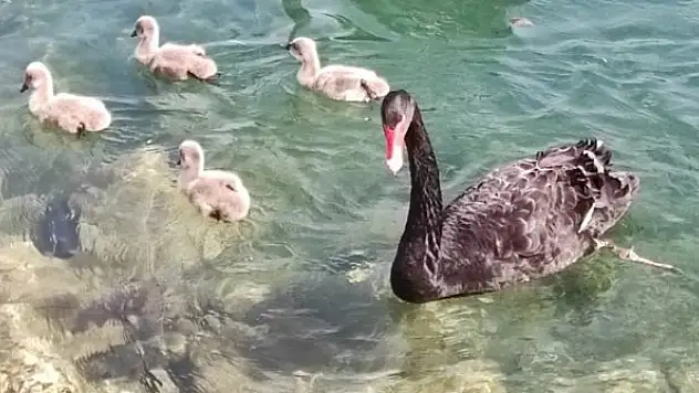 Kuğulu Tabiat Parkı'nın yavru kuğuları ilgi odağı oluyor