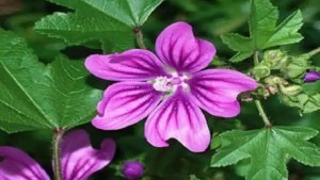 Sigara öksürüğüne doğal çözüm!