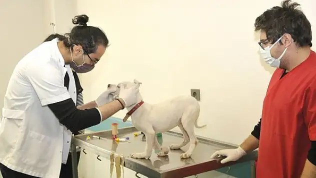 Selçuk Üniversitesi, bilim  dünyasına öncülük ediyor