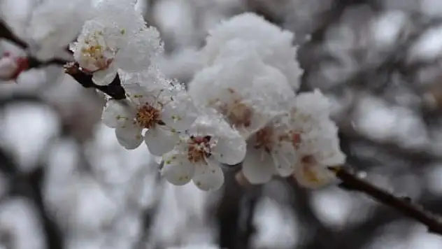 4 bölge için zirai don uyarısı