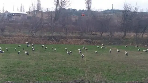 Göç yolundaki leylekler, sürüler halinde tarlalarda görüldü