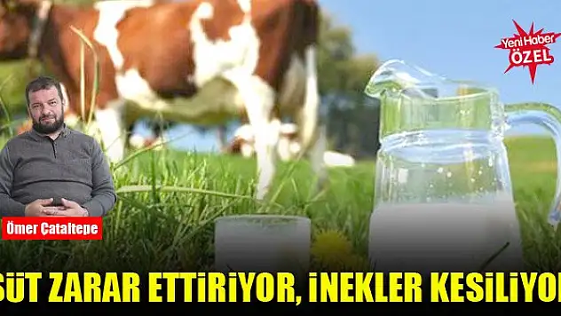 Süt zarar ettiriyor, inekler kesiliyor