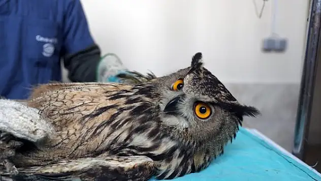 Avcıların vurduğu, uçma yetisini kaybeden puhu kuşuna özel bakım