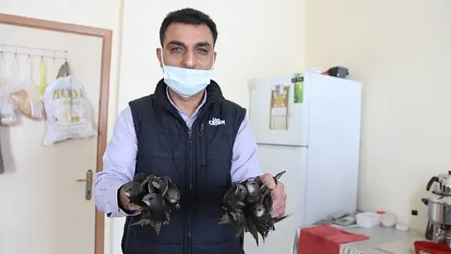 Hükümet Konağı'nda mahsur kalan kuşları çalışanlar kurtardı