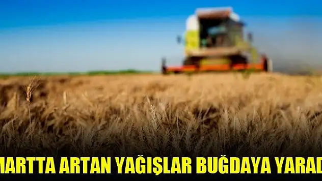 Martta artan yağışlar buğdaya yaradı