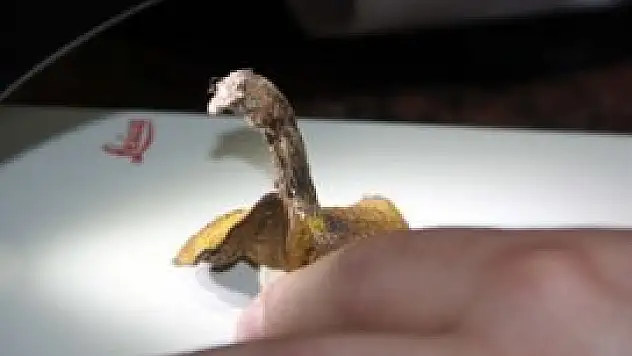 Bu mantarlar 'ölümcül'