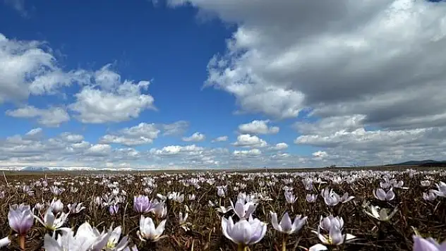 Havalar ısınınca meralar şenlendi