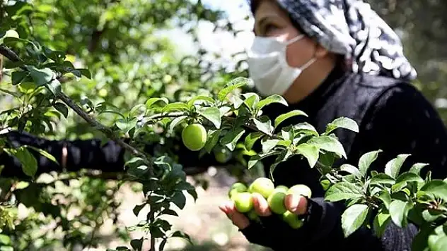 'Can erik' fiyatı ve kalitesiyle üreticisini sevindirdi