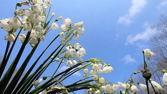 'Şifa kaynağı' göl soğanı bitkisinin doğadan izinsiz toplanmaması gerekiyor