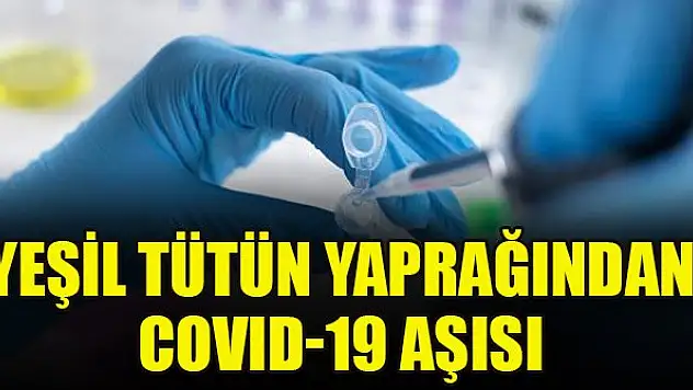 Yeşil tütün yaprağından COVID-19 aşısı