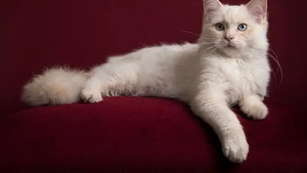 İlk kez kayda geçti: Bir kedi Covid-19 nedeniyle öldü