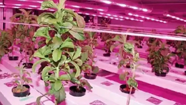 Kuraklığa çözüm: Karanlık bahçeler