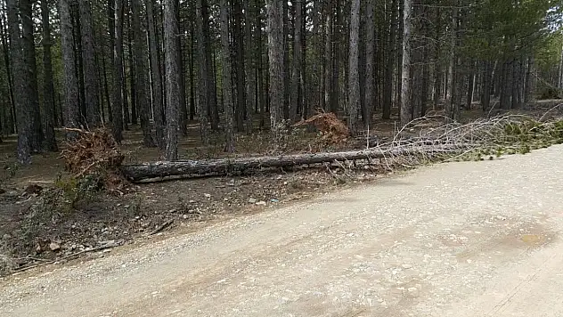 Beyşehir'de kış ağaçları yerinden söktü