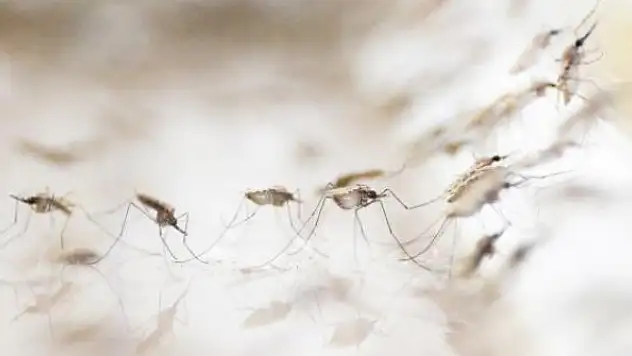 'Sıtmaya karşı en etkili aşı geliştirildi'