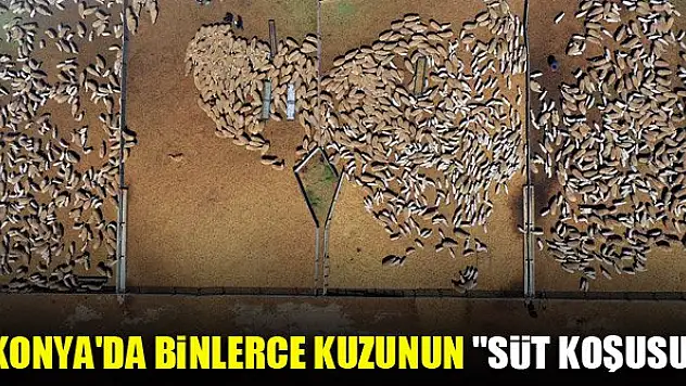 Konya'da binlerce kuzunun 'süt koşusu'