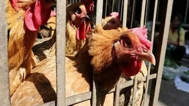 Kümese sakladığı 239 bin lirası çalındı