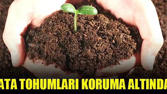 Ata tohumları koruma altında