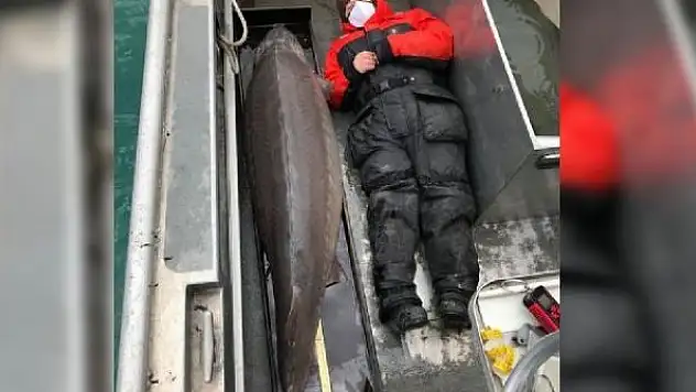 ABD'de asırlık ve 109 kiloluk mersin balığı yakalandı