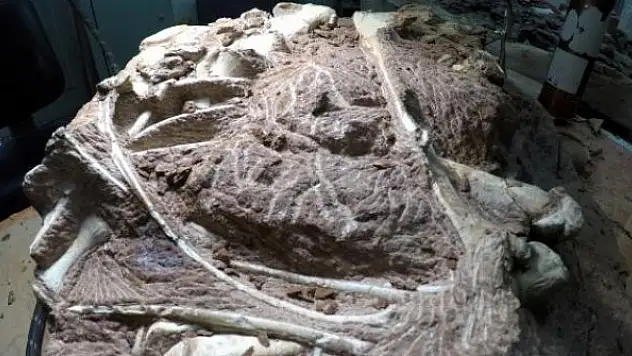 72 milyon yıllık yeni bir dinozor türü keşfedildi