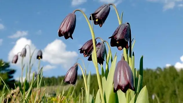 Kaf laleleri, 2 bin 500 rakımda renk cümbüşü oluşturdu