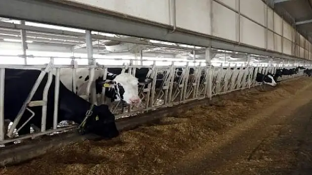 Üç gözlü inek şaşırttı