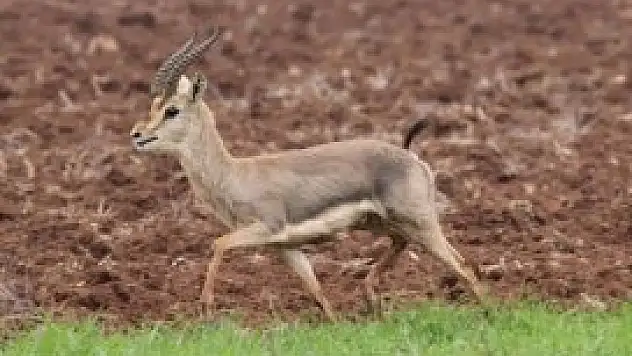 İsrail ve Hatay'da yaşıyor