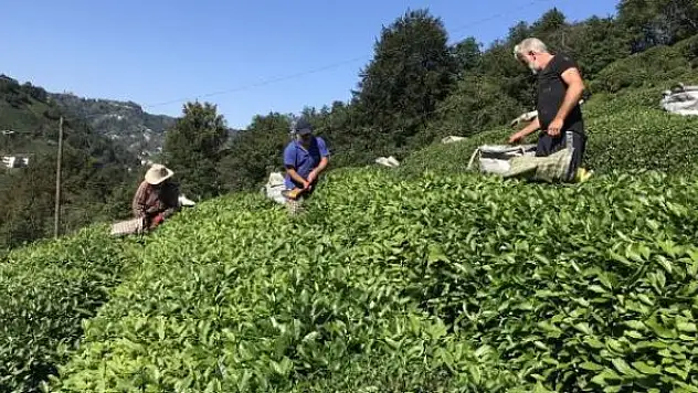 Doğu Karadeniz'de çay hasadı başladı